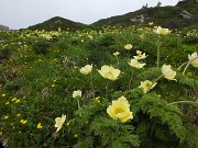 87 distese di pulsatilla alpina sulfurea